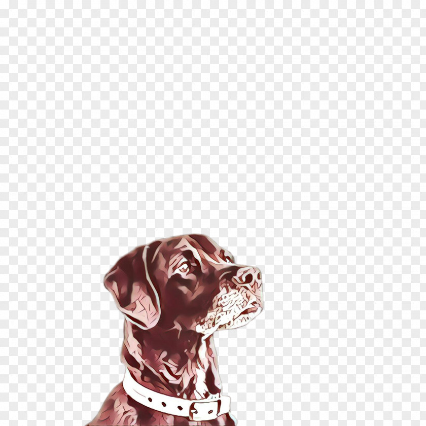 Pointer Retriever Dog Labrador Collar Sporting Group Pointing Breed PNG