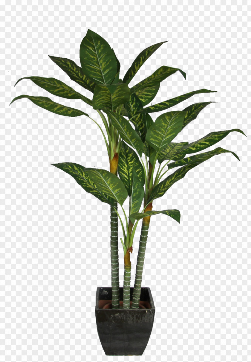 Potted Plant Dracaena Fragrans Houseplant Interior Design Services PNG