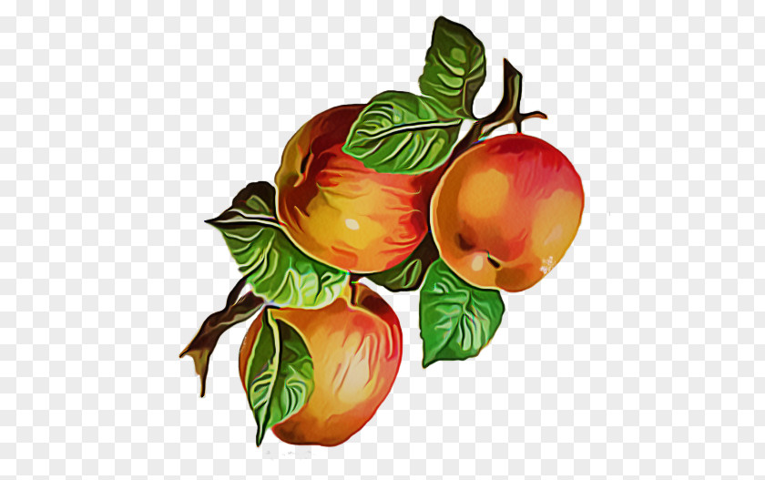 Tree Apple Fruit Plant Food European Plum Flower PNG