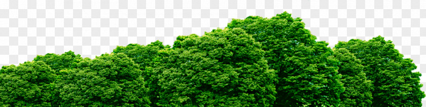 Tree Shrub Desktop Wallpaper PNG