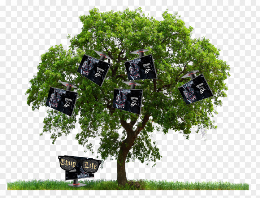 Tree PNG