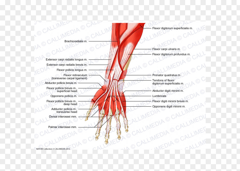 Arm Anterior Compartment Of The Forearm Muscle Muscular System Anatomy PNG