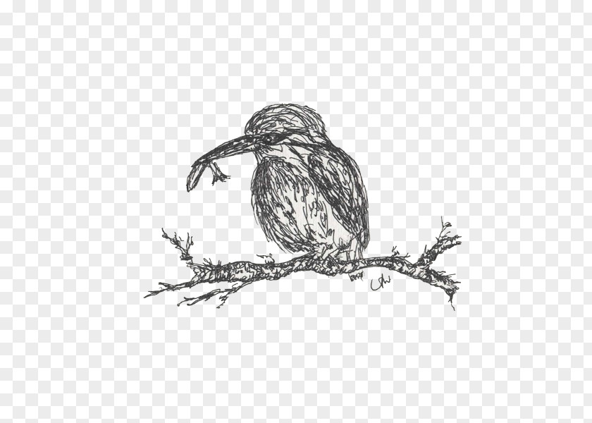 Owl Hawk Eagle Beak Drawing PNG