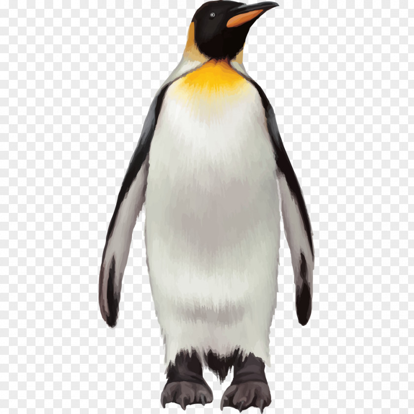 Penguin Bird Cartoon PNG