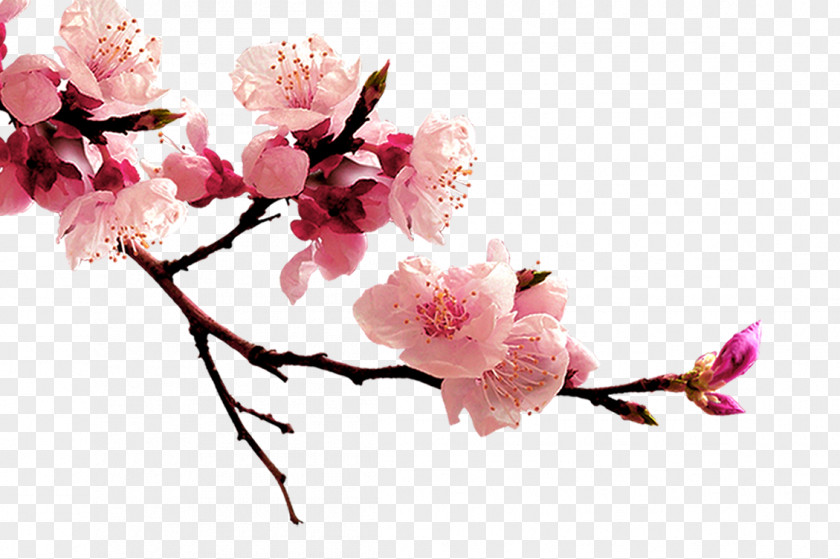 Plum Flower Peach Blossom PNG