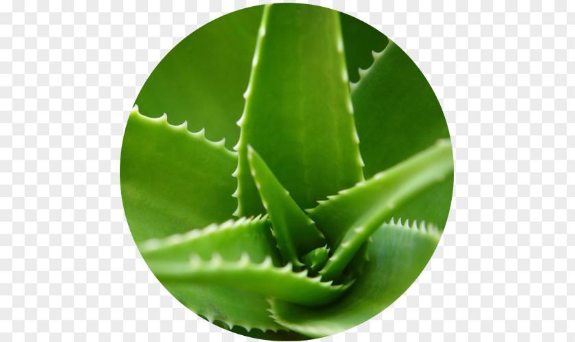 Aloe Vera Plant Leaf Gel Extract PNG