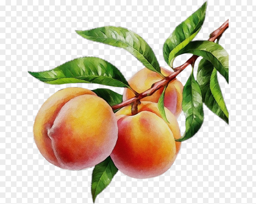 Apricot Peach Dried Fruit PNG