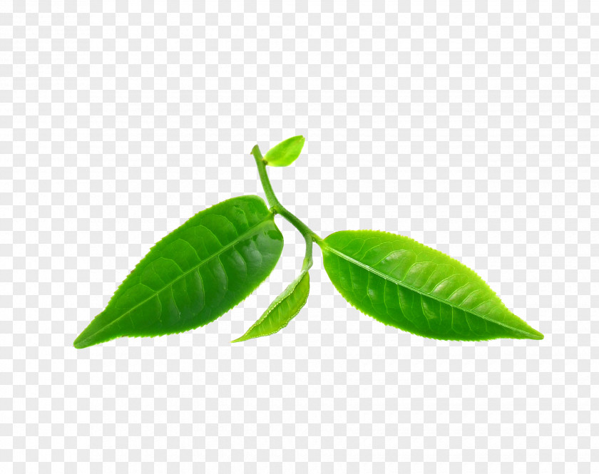 Camphor Leaf Tea Tree Oil Green Camellia Sinensis Essential PNG