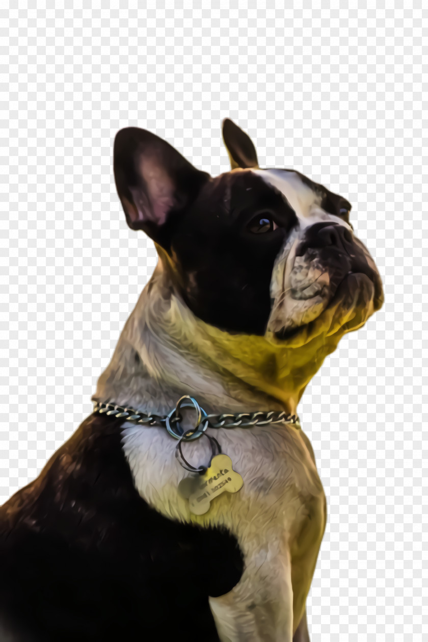 Companion Dog Snout French Bulldog PNG