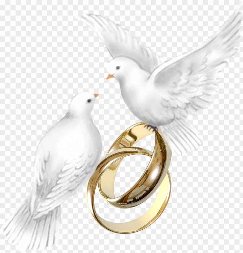Feather ¿Vale La Pena Casarse? Beak Wedding Ring PNG