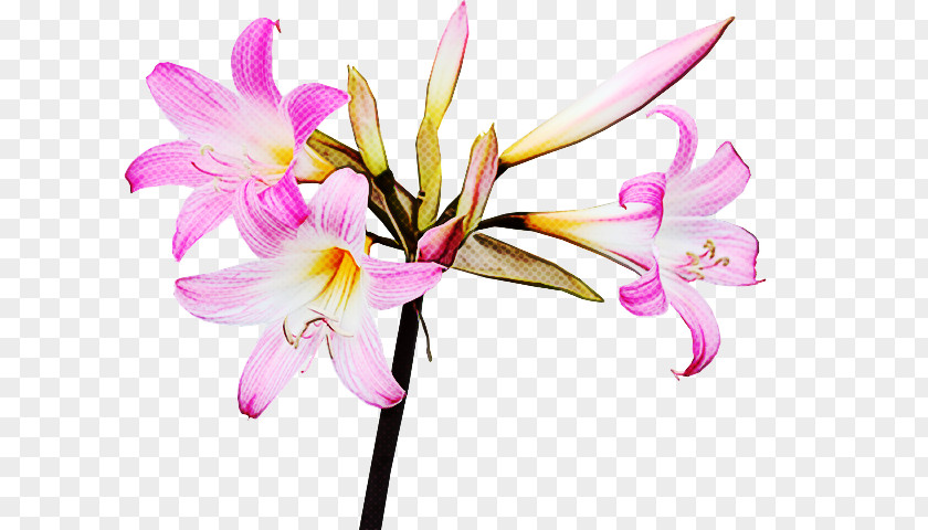 Flower Plant Petal Pink Pedicel PNG