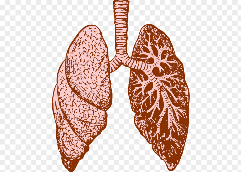 Lung Cystic Fibrosis Chronic Obstructive Pulmonary Disease Breathing PNG