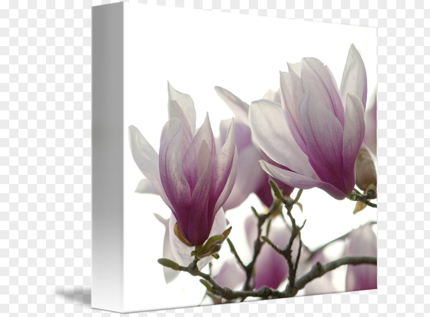 Magnolia Flower Painting Flowering Plant Magnoliaceae Lilac PNG