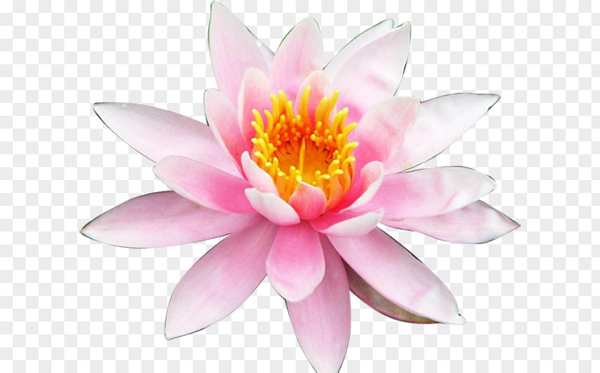 Nelumbo Nucifera Desktop Wallpaper Egyptian Lotus Aquatic Plants Flower PNG