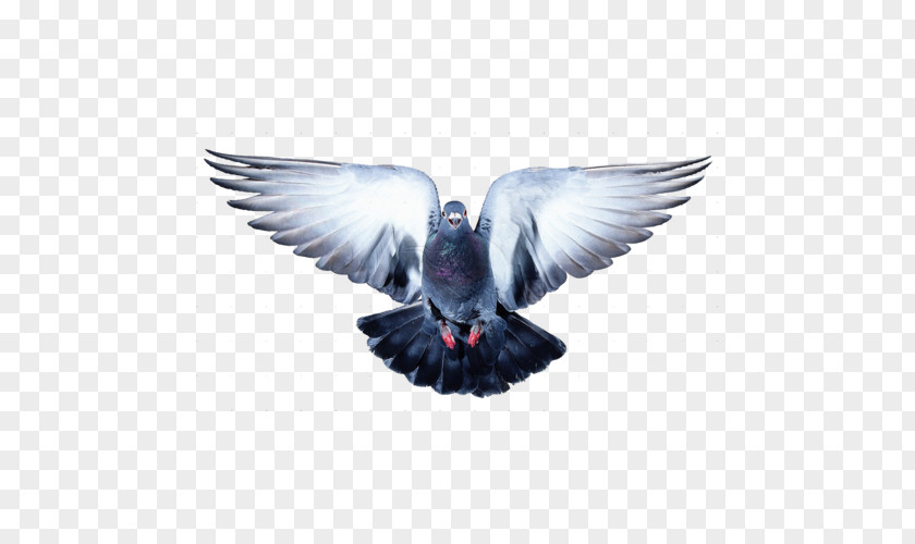 Pigeon Bird Clip Art PNG