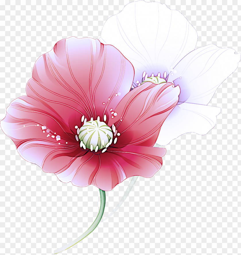 Wildflower Barberton Daisy Pink Petal Flower Gerbera Plant PNG