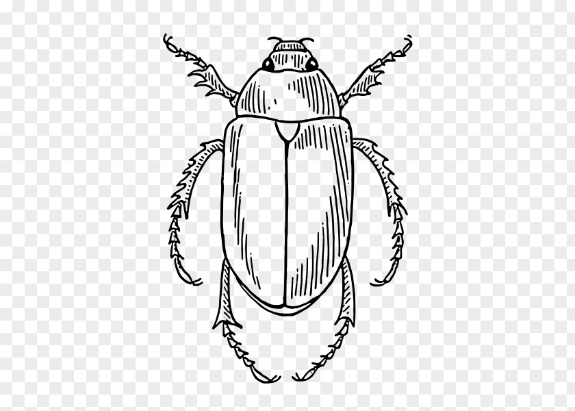 Beetle Coloring Book Drawing Clip Art PNG