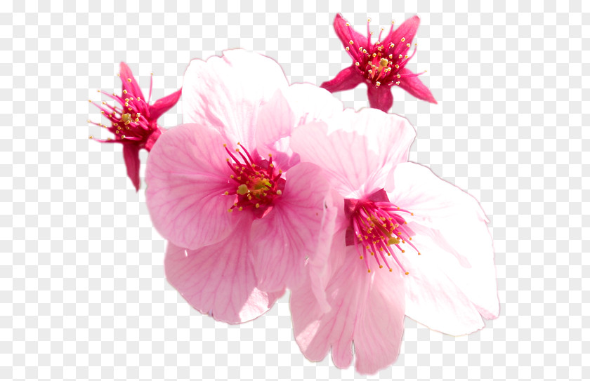 Cherry Blossom Pink M ST.AU.150 MIN.V.UNC.NR AD Malvales PNG