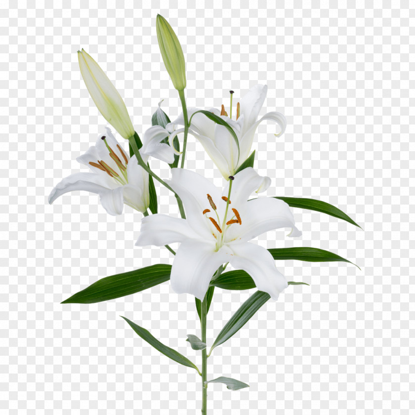 Dendrobium Cut Flowers Flower Lily Plant White Stargazer PNG