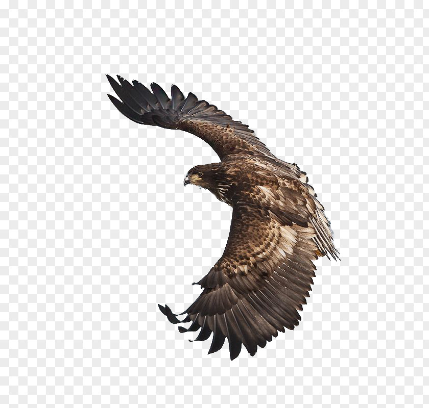 Eagle White-tailed Bird Steppe Flight PNG