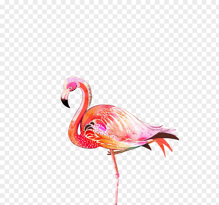 Flamingos Greater Flamingo Bird Illustration PNG