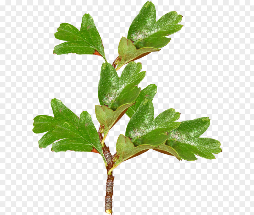 Green Leaves,leaf Twig Leaf Computer File PNG