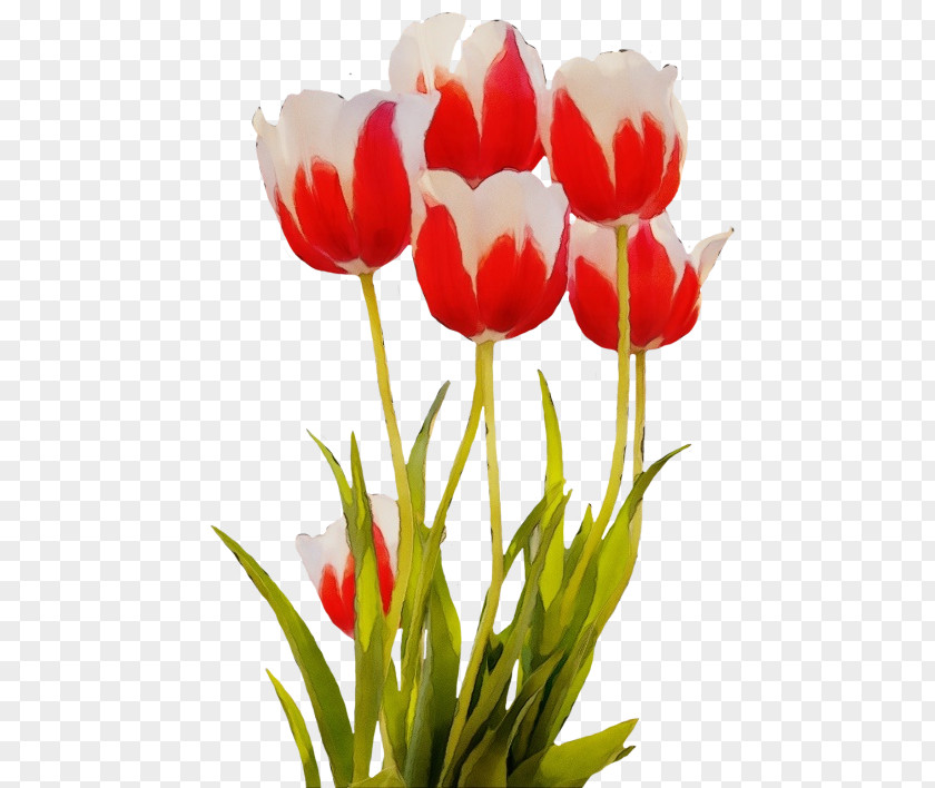 Lily Family Lady Tulip Flower Flowering Plant Petal PNG