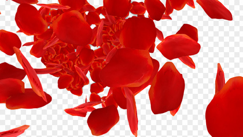 Red Rose Petals Falling Beach Petal Download PNG