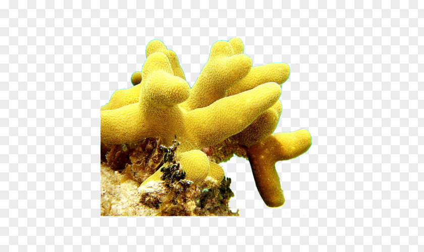 Yellow Organism Coral PNG
