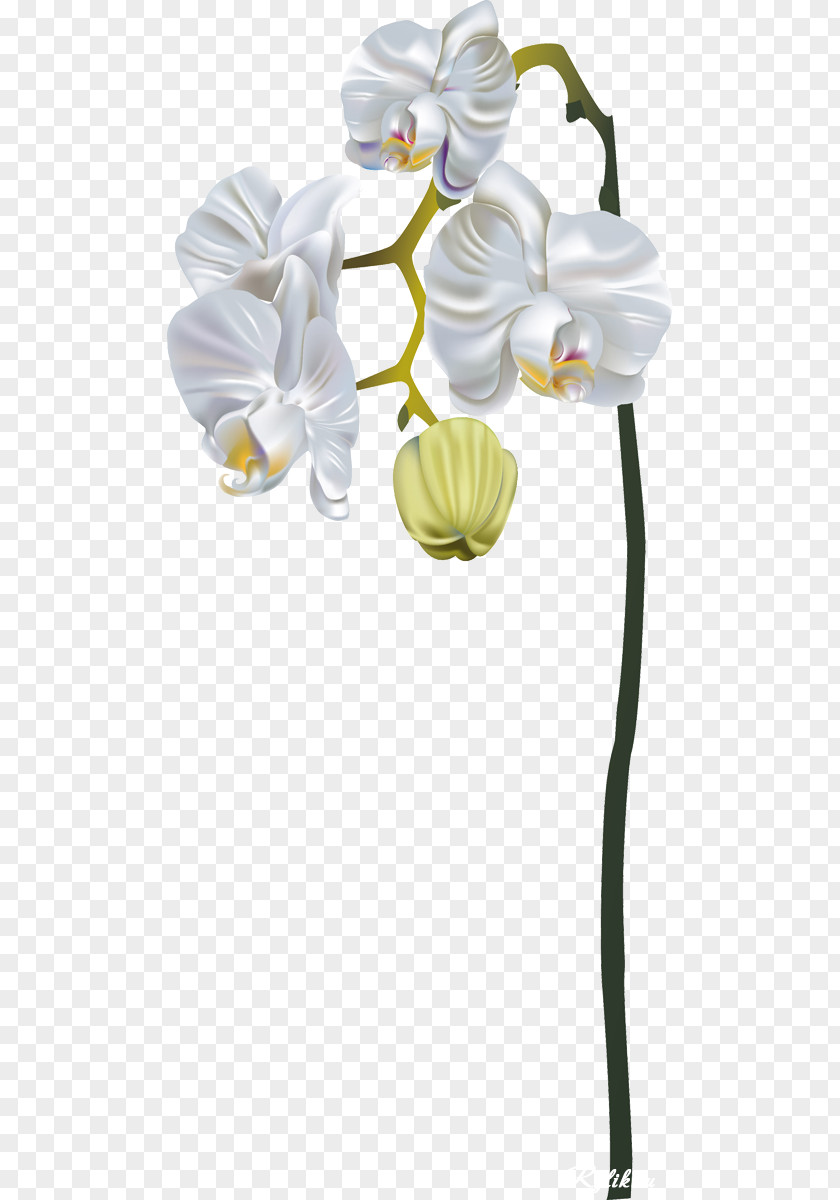 Flower Moth Orchids Dendrobium Cut Flowers PNG
