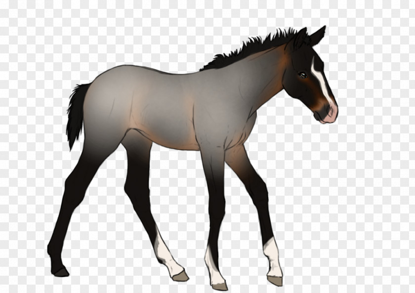 Mustang Mane Foal Stallion Colt PNG