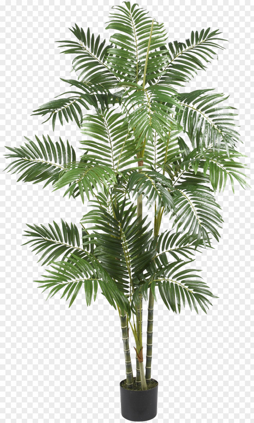 Areca PNG clipart PNG