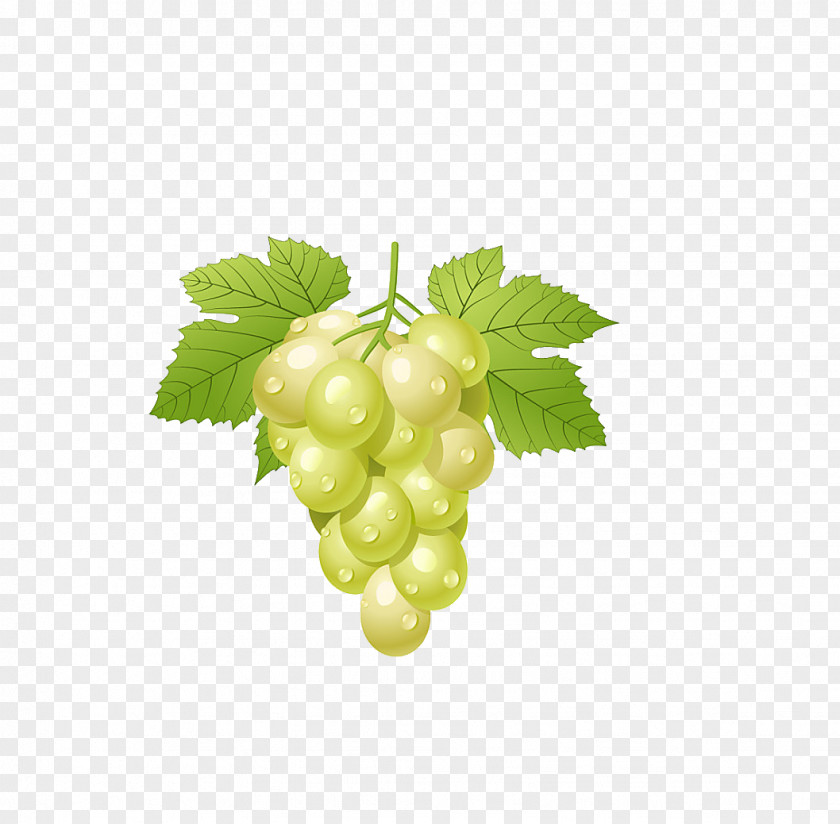 Grape Common Vine Clip Art PNG