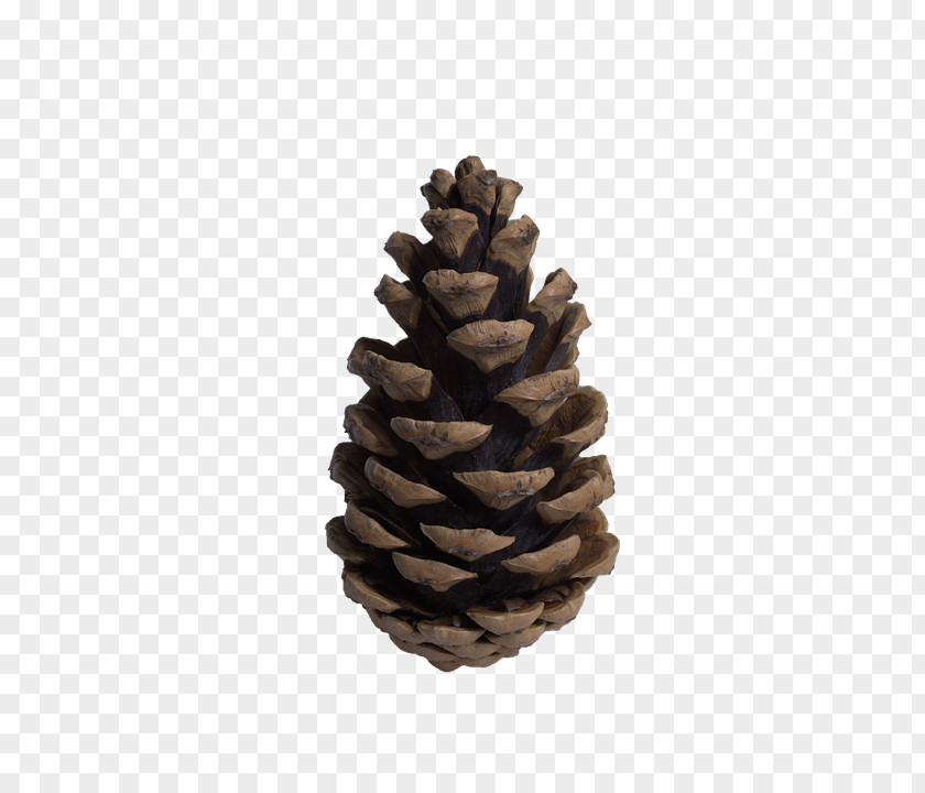 Conehd Pine Conifer Cone Tree Fir PNG