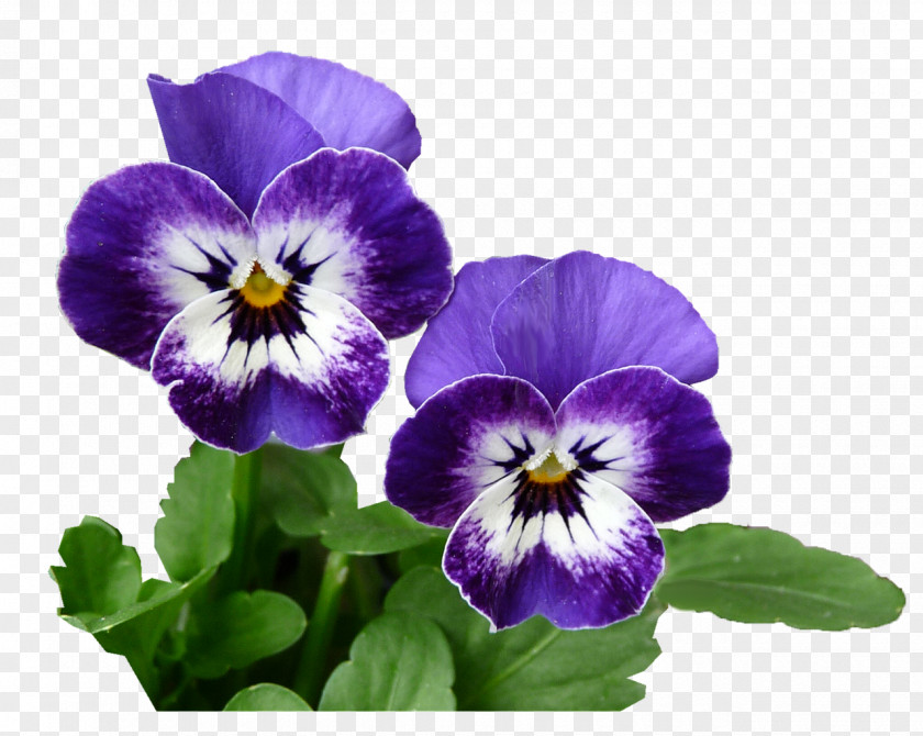 Flower Pansy Photography PNG