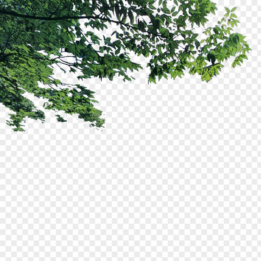 Landscape Foreground Tree Euclidean Vector PNG