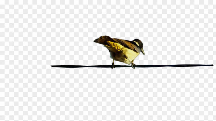 Sparrow Chickadee Bird Beak Finch Songbird Yellow PNG