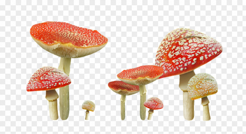 Red Cute Little Mushrooms Mushroom Clip Art PNG