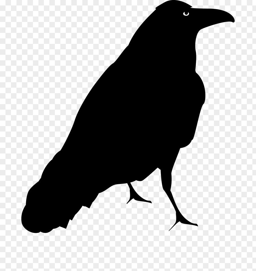 Bird Common Blackbird Drawing Clip Art PNG