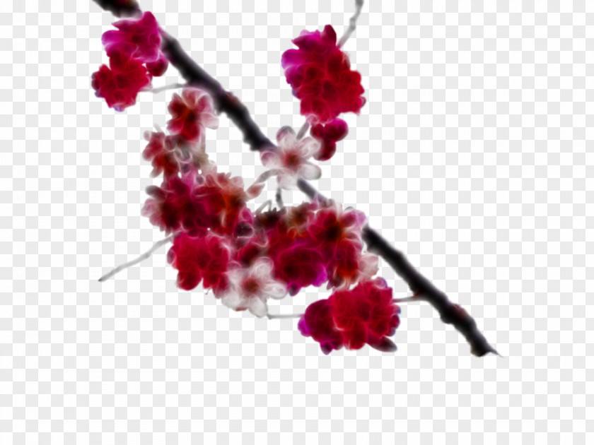 BLOSSOM National Cherry Blossom Festival Branch PNG