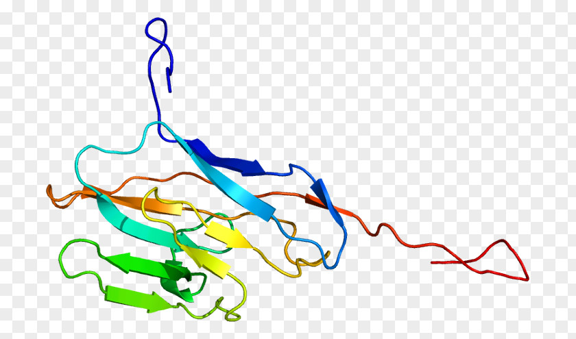 CEACAM8 Protein Cell Adhesion Cluster Of Differentiation Gene PNG