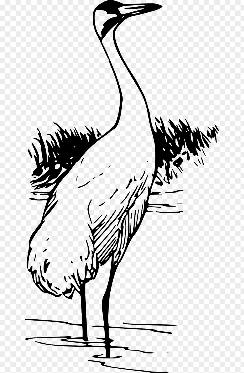 Crane Whooping Bird Clip Art PNG