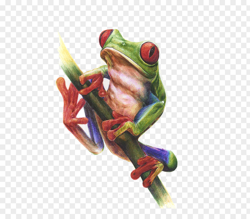 Drawing Frog True Watercolor Painting Tree PNG