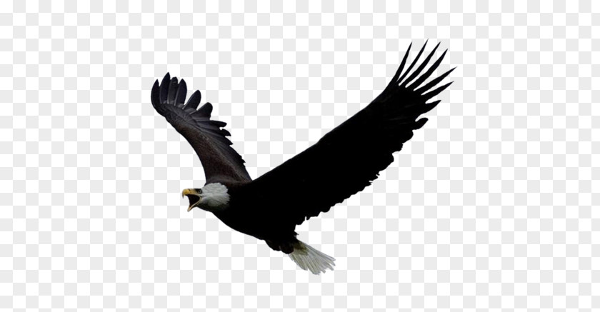 Kartal Bird Of Prey Bald Eagle Clip Art PNG
