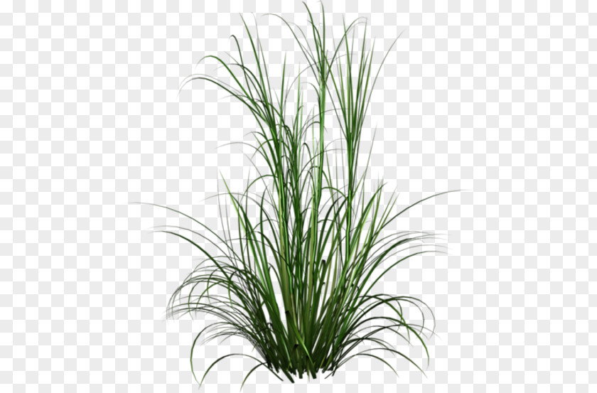 Ornamental Grass Plant Lawn Garden PNG