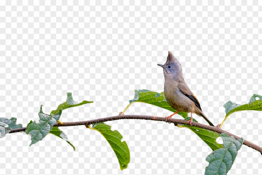 Passerine Twig Birds Beak Biology PNG