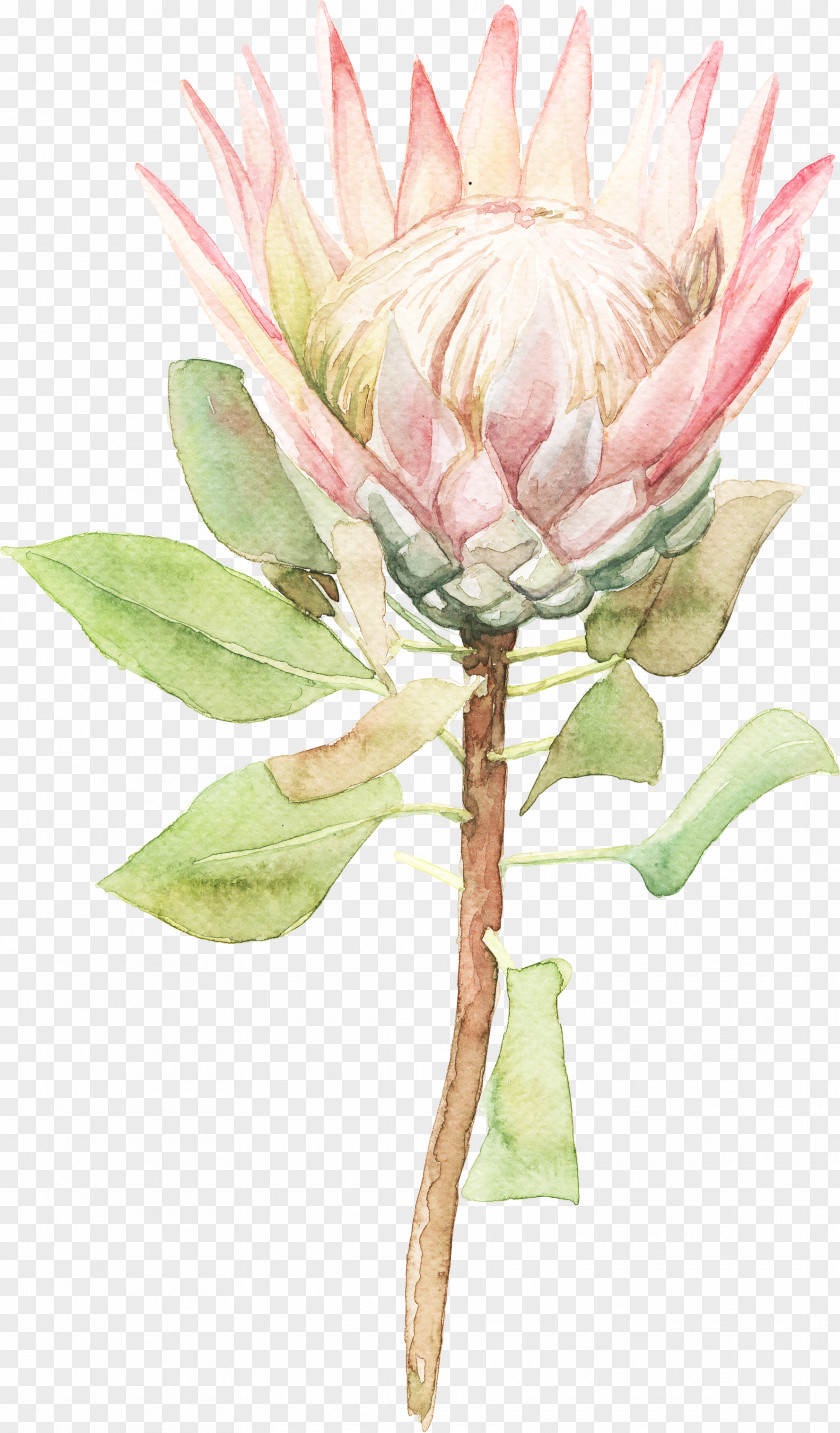 Sen Department Of Sunflower Watercolor Flowers Painting Flower PNG