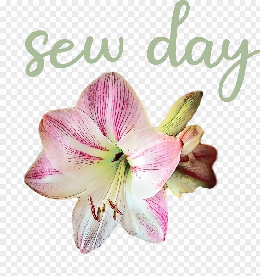Cut Flowers Jersey Lily Moth Orchids Hippeastrum Flower PNG