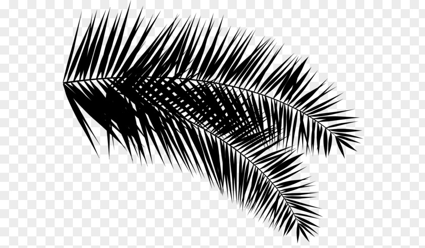 Palm Trees Eyelash PNG