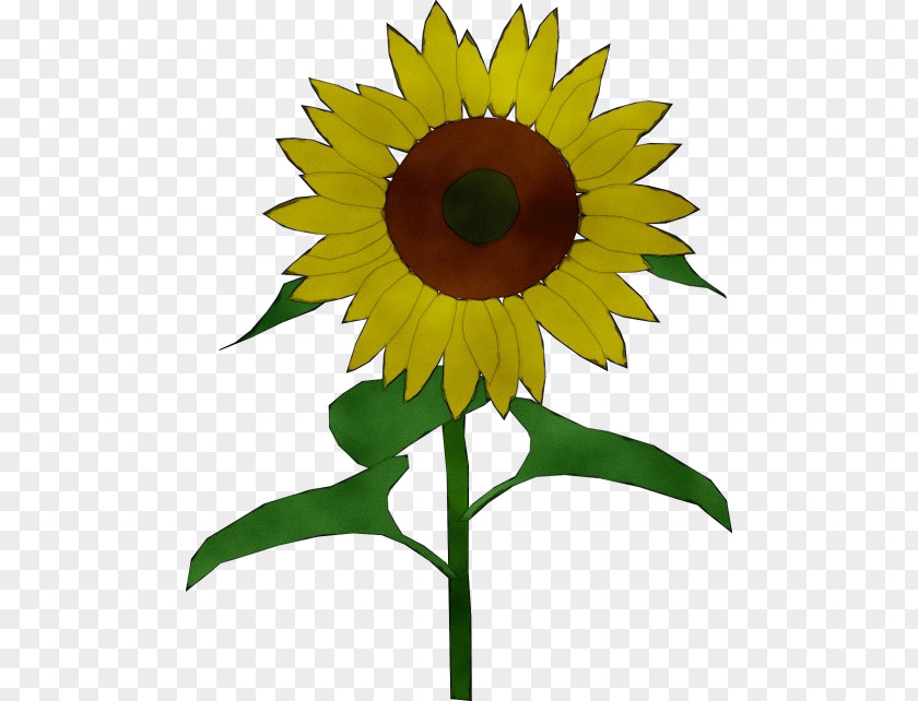 Petal Plant Sunflower PNG